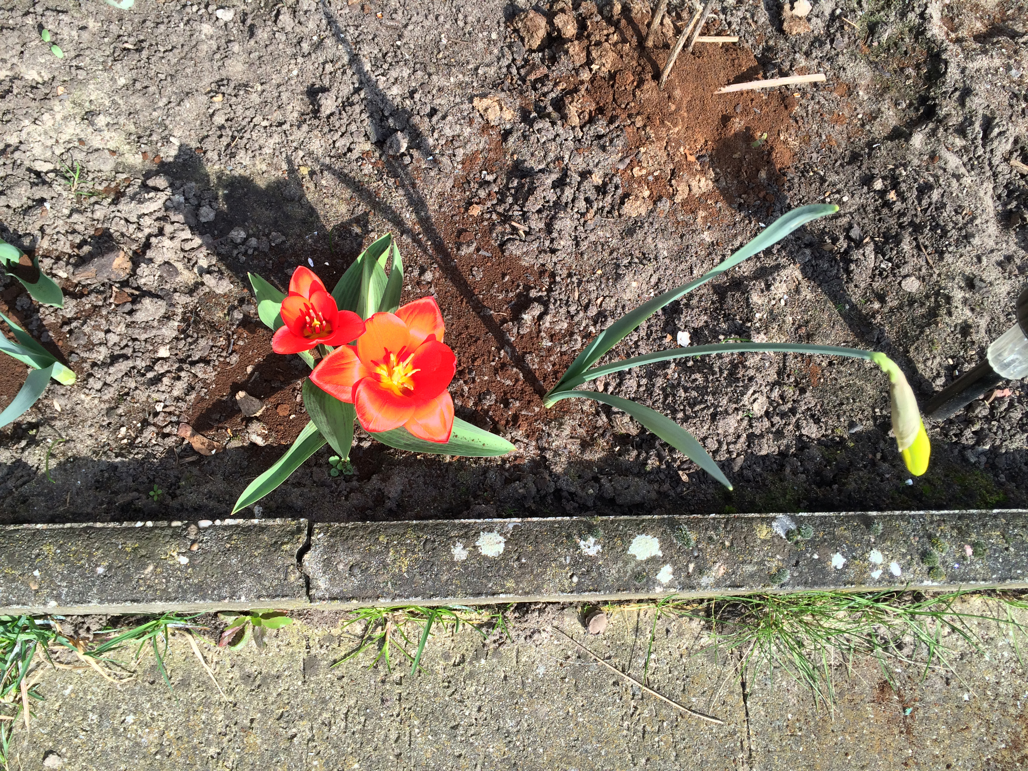 Zwei Tulpen und eine Narzisse