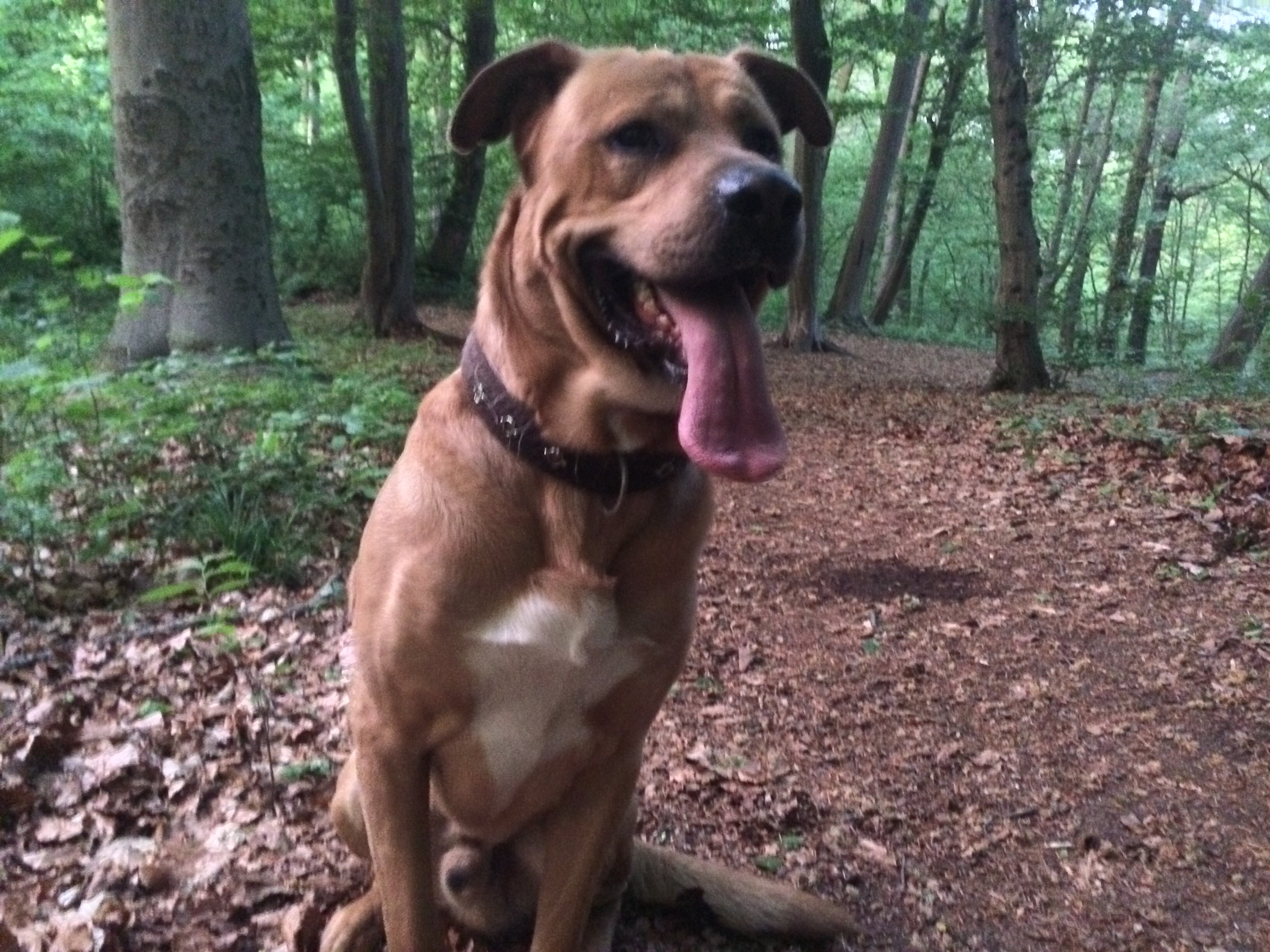 Samson bei Alemannia im Wald