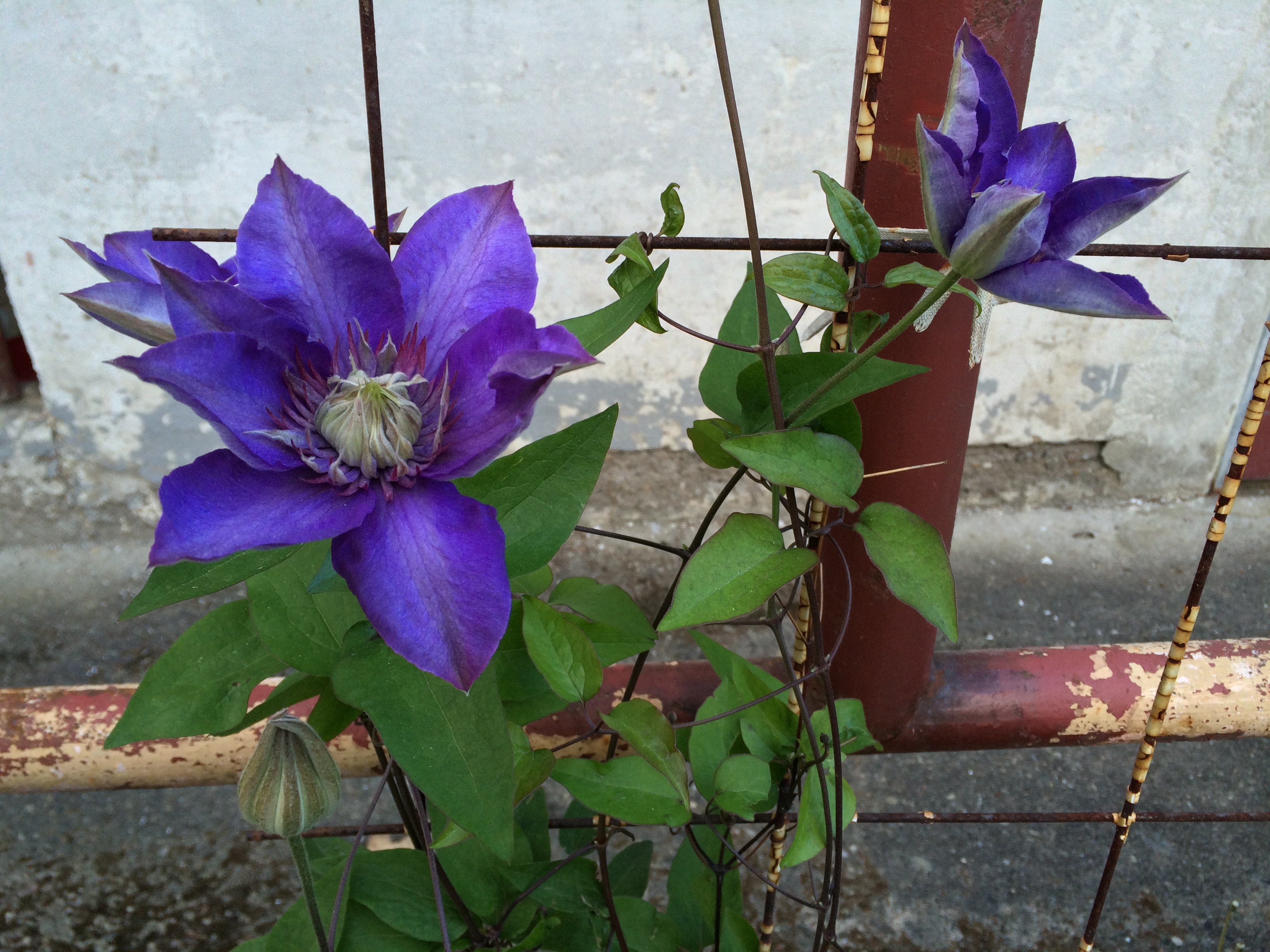 Clematis geht auf