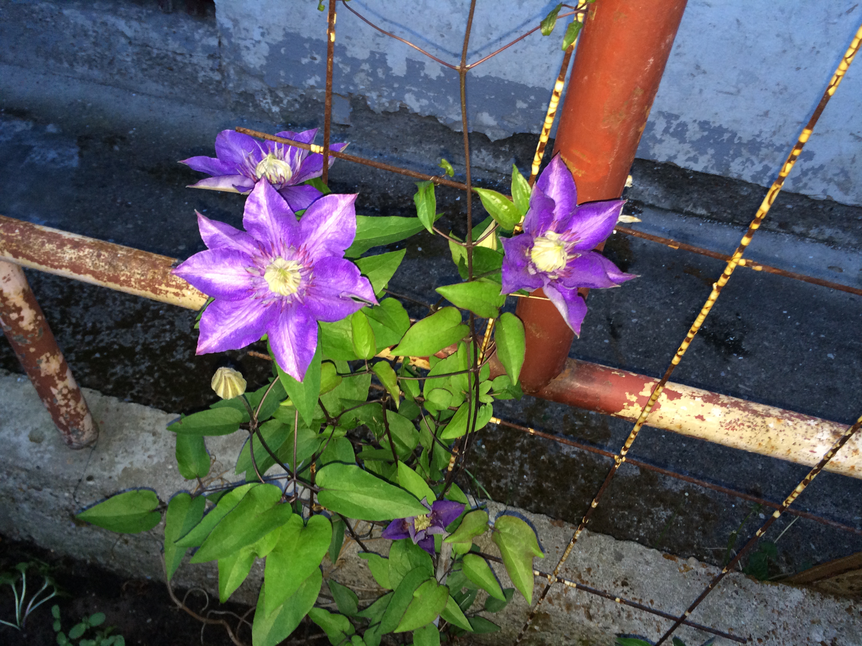 Clematis in der Dämmerung