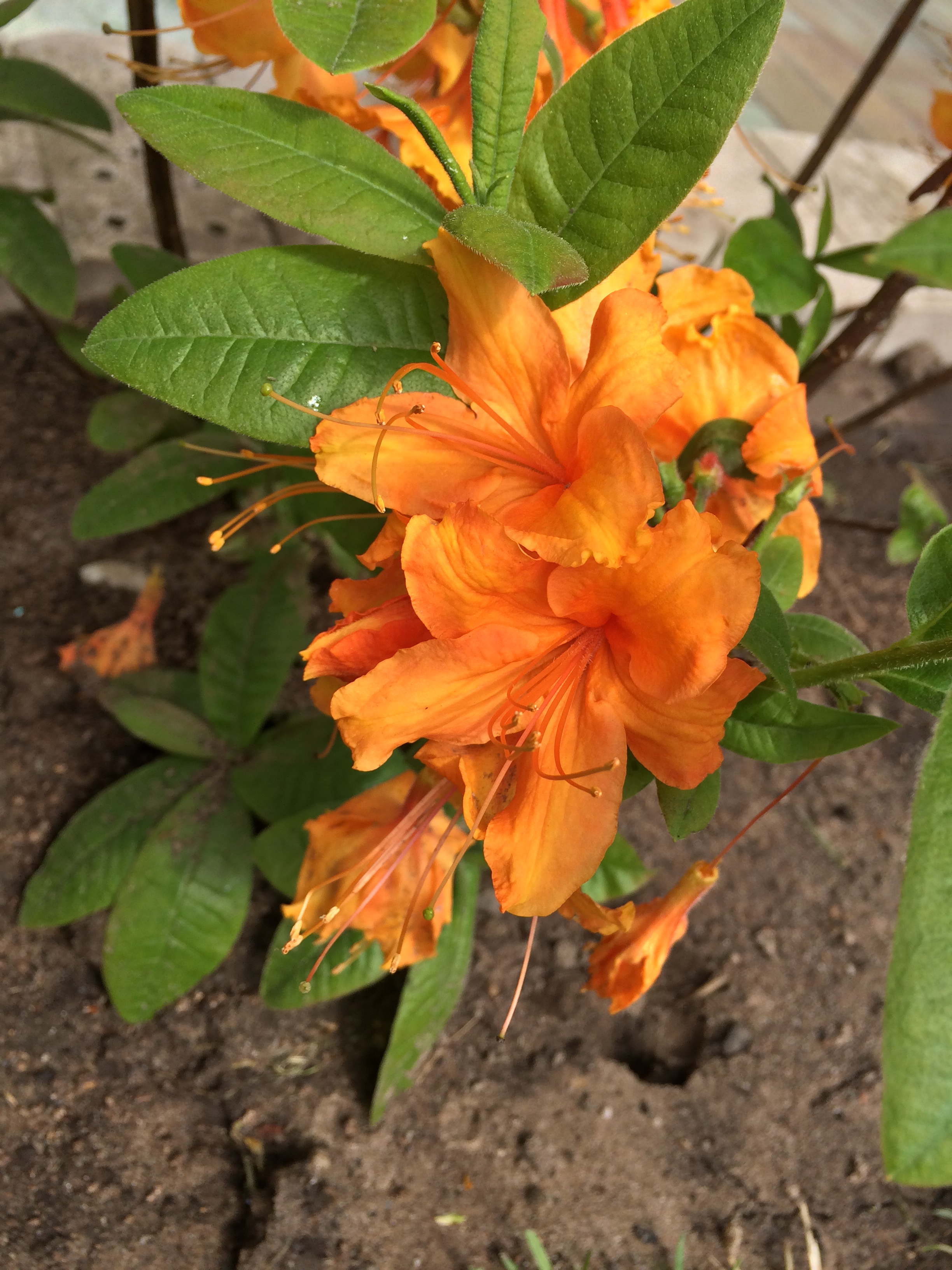 Rhododendron Luteum