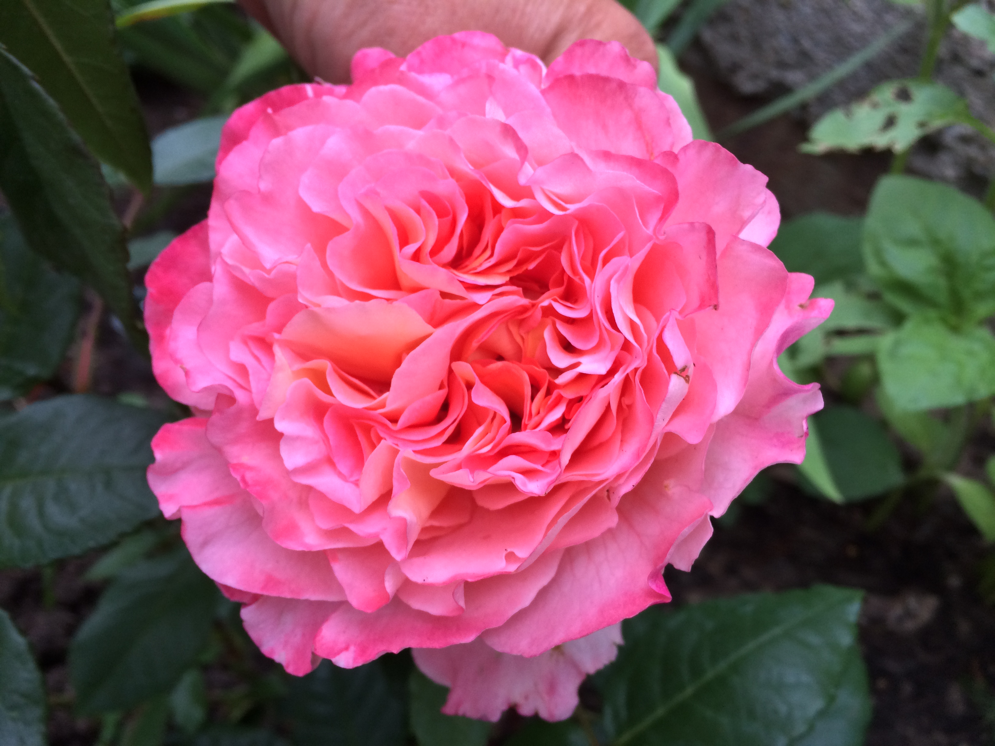 Edelrose - Augusta Luise - 2015