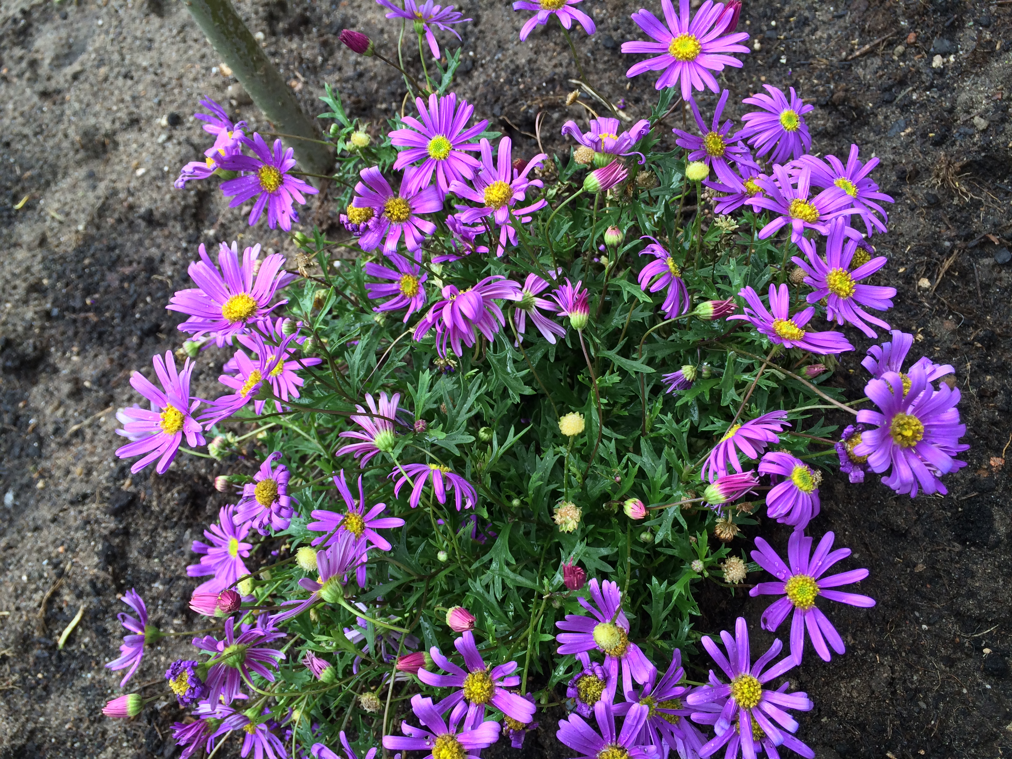 Gänseblümchen - Brachyscome - Magenta Delight