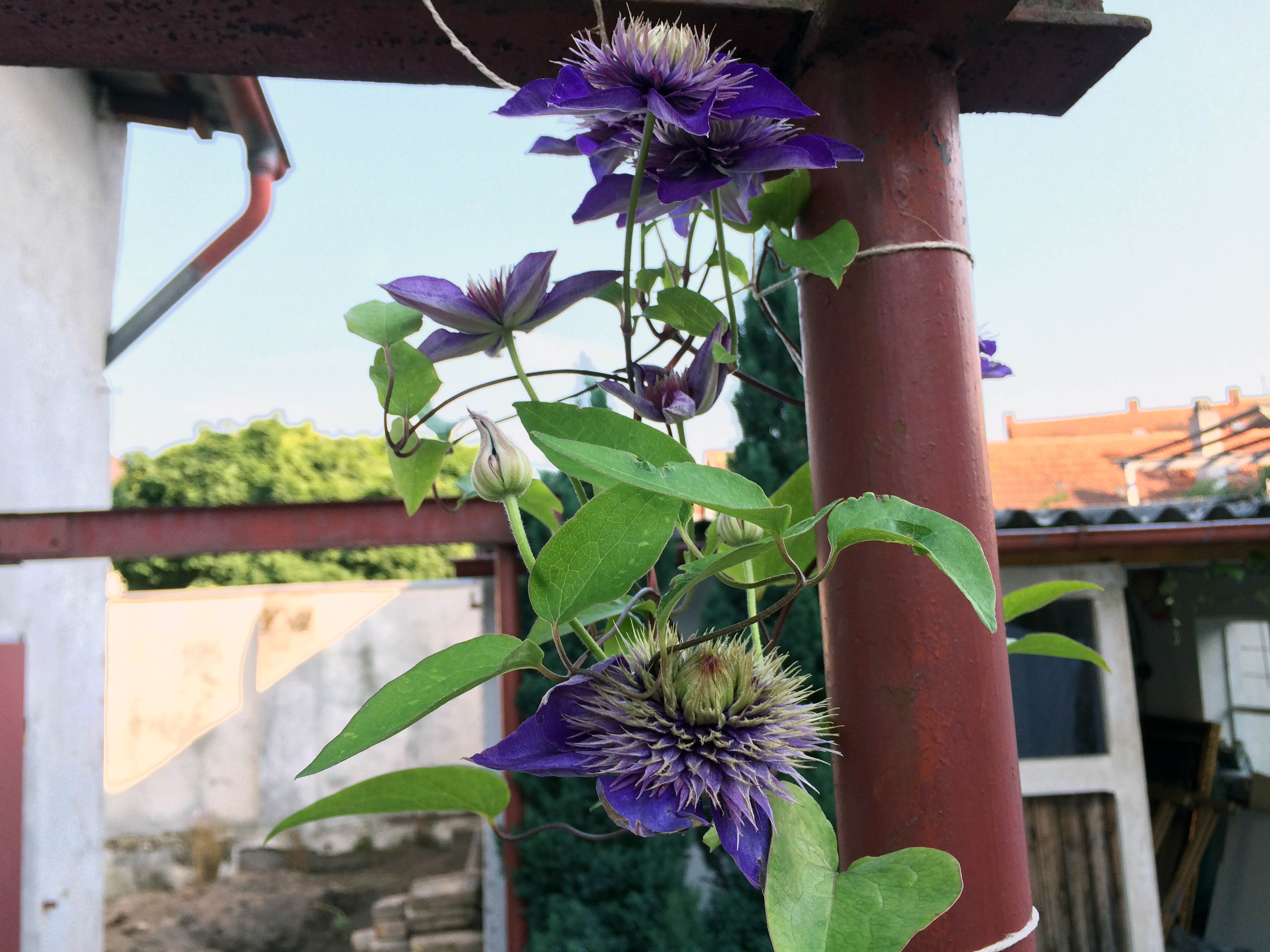 Blaue Clematis - 2. Blüte - Rüsselsheim-Königstädten