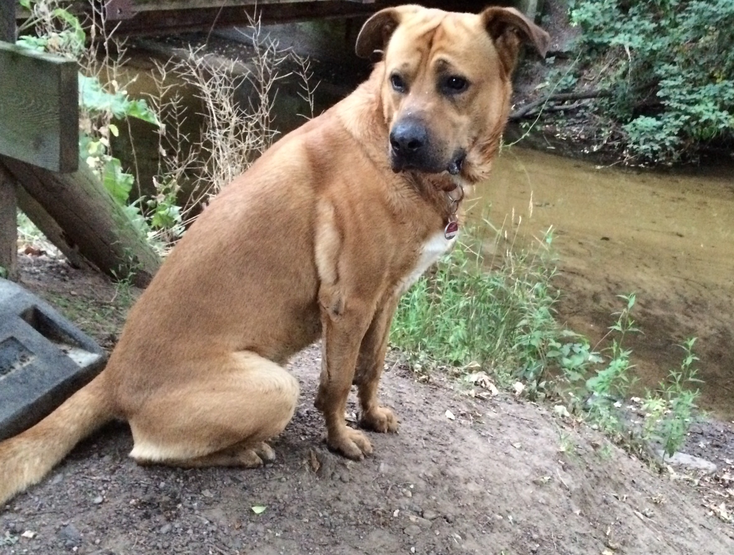 Samson enjoys summer at Blackcreek in Nauheim