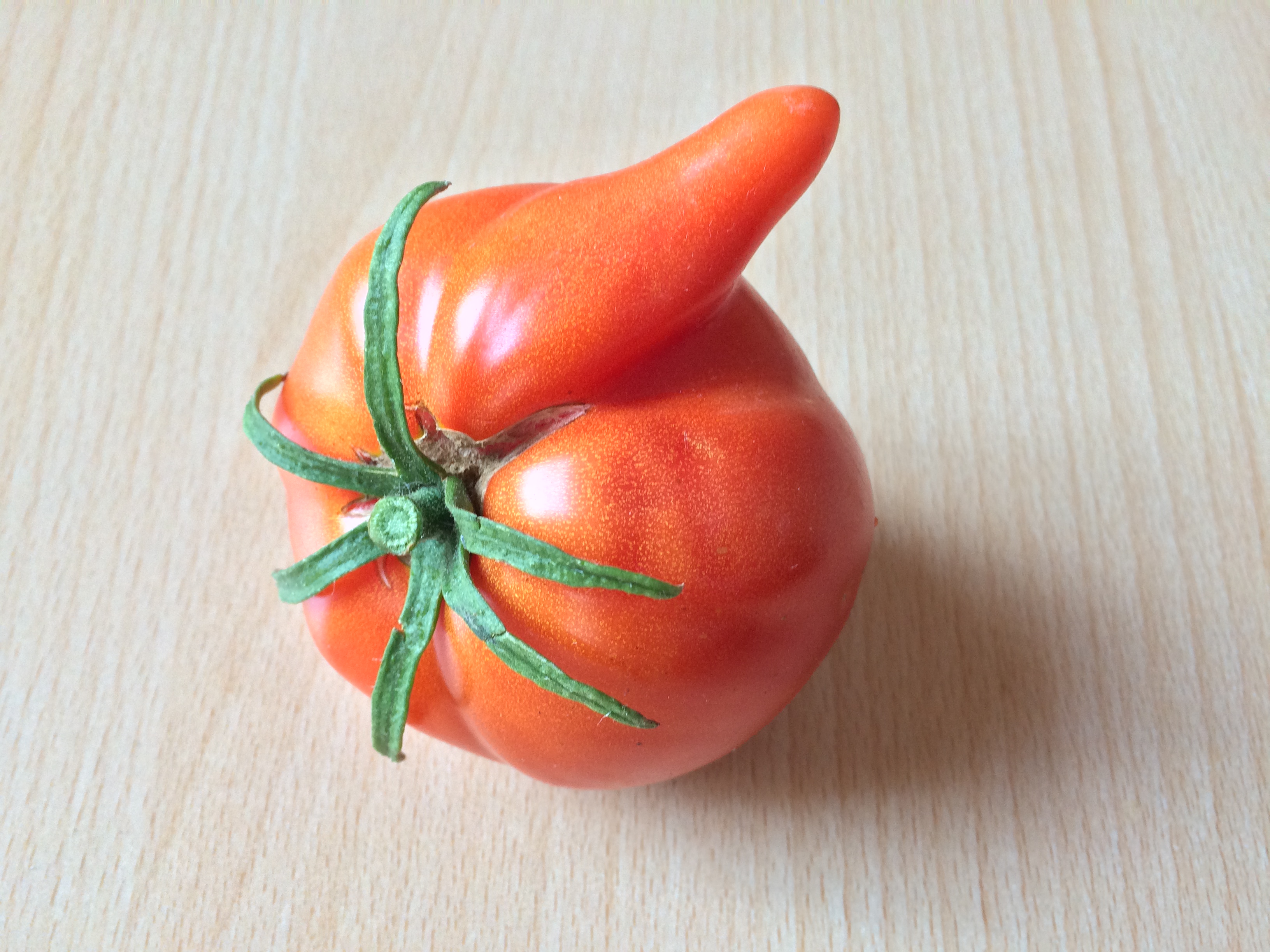 Extreme Tomate mit Nase oder Penis