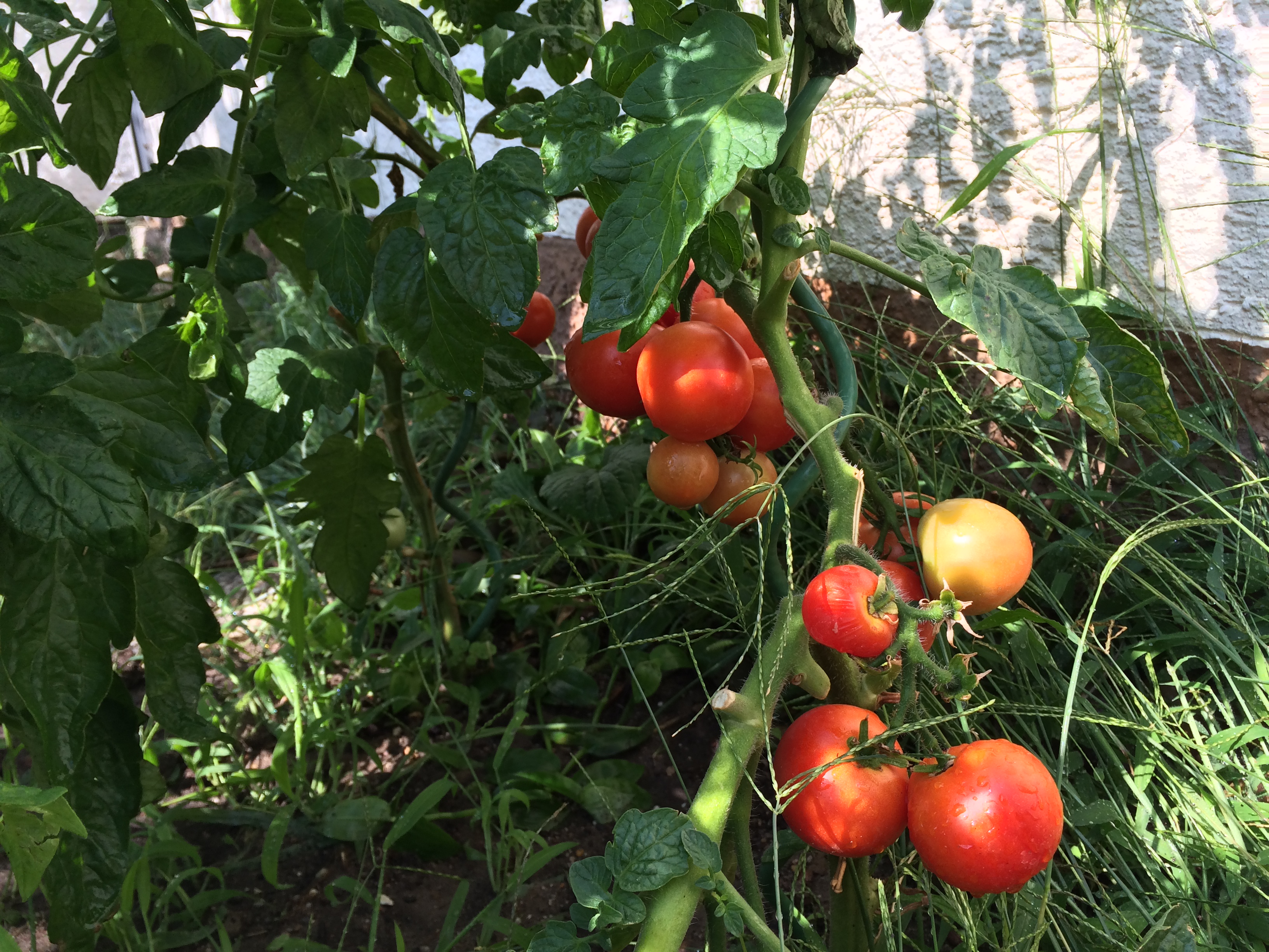 Dukemasters Tomatenstrauch