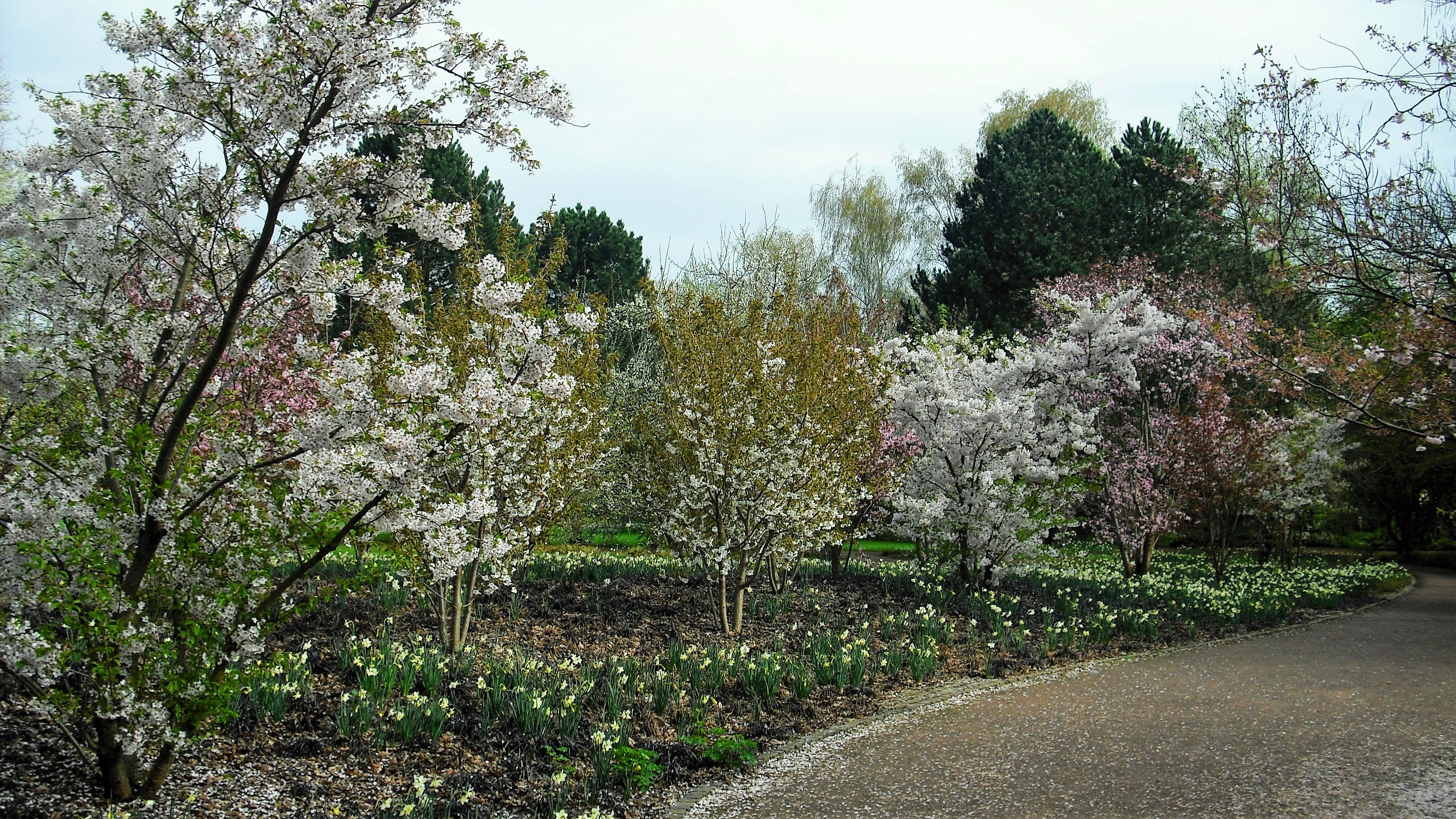 Baumblüten