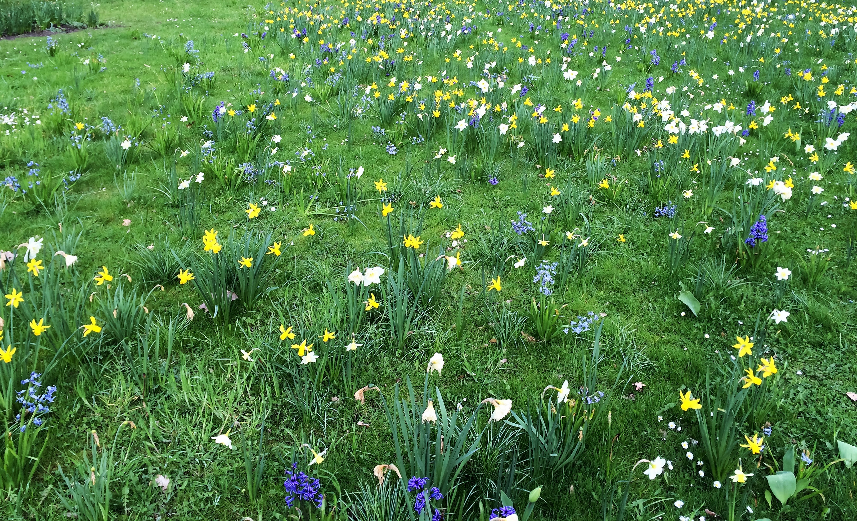 Blumenwiese im Britzer Garten