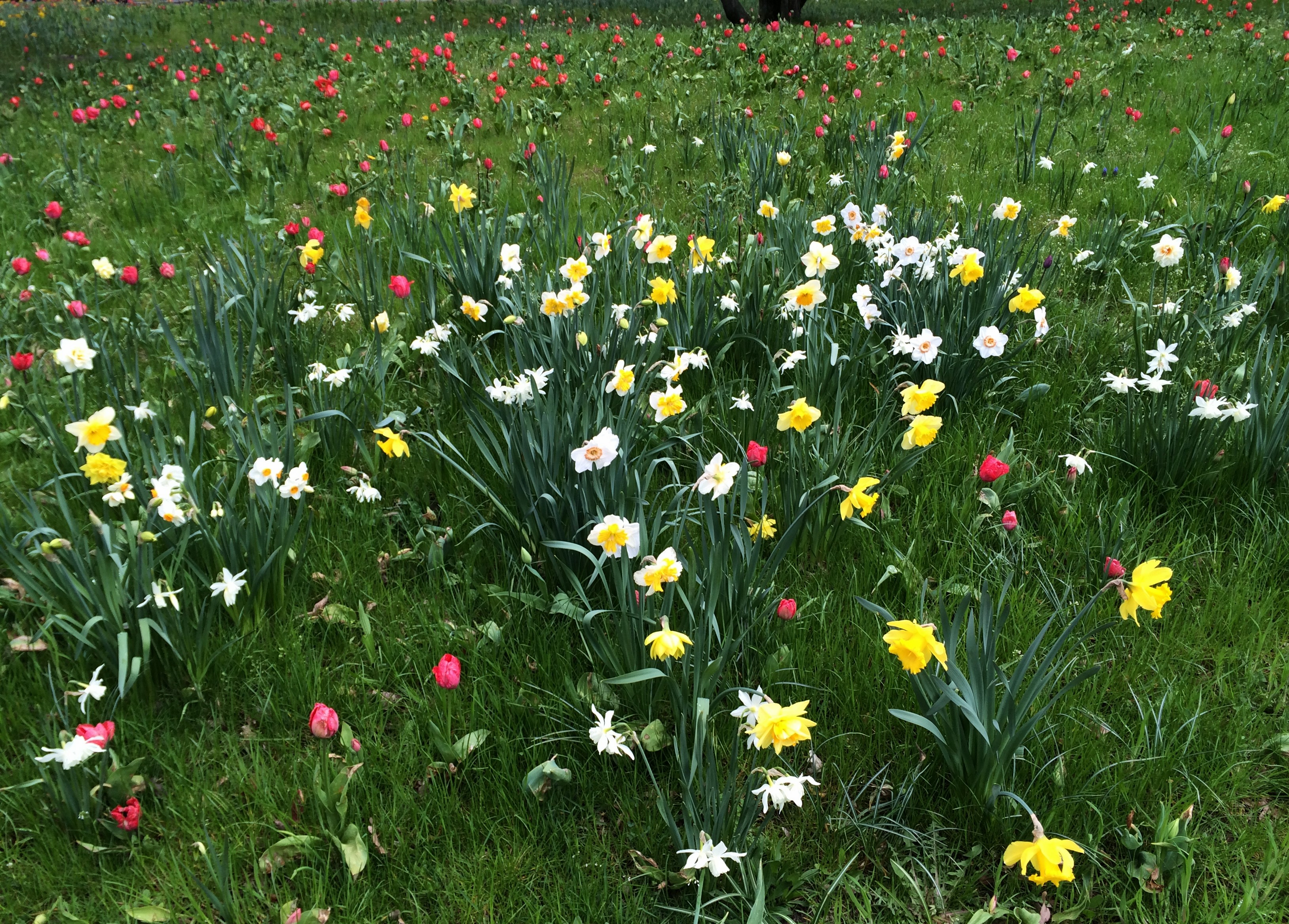 Blumenwiese