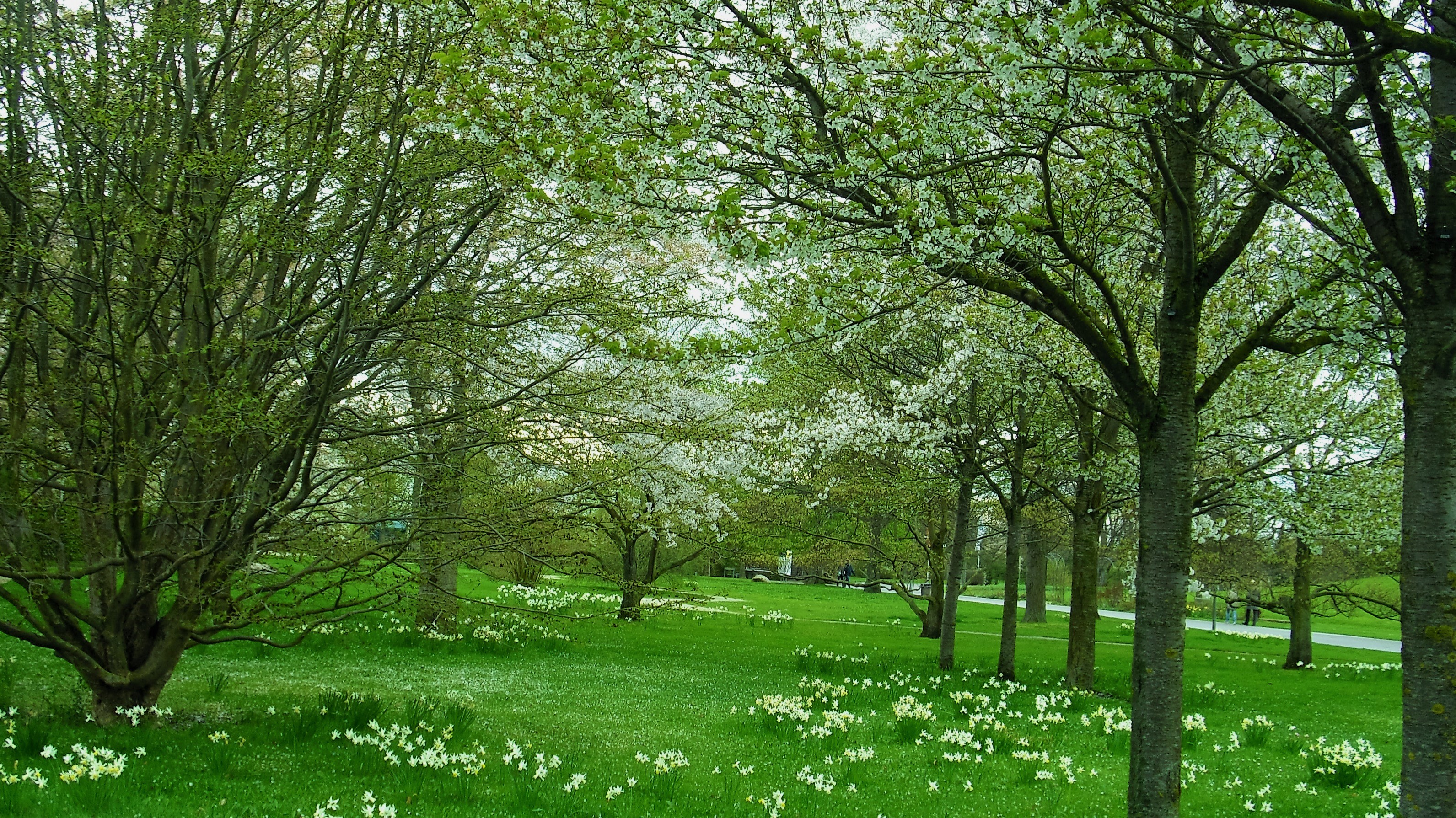 Feenwiese und Baumblüten im Britzer Garten