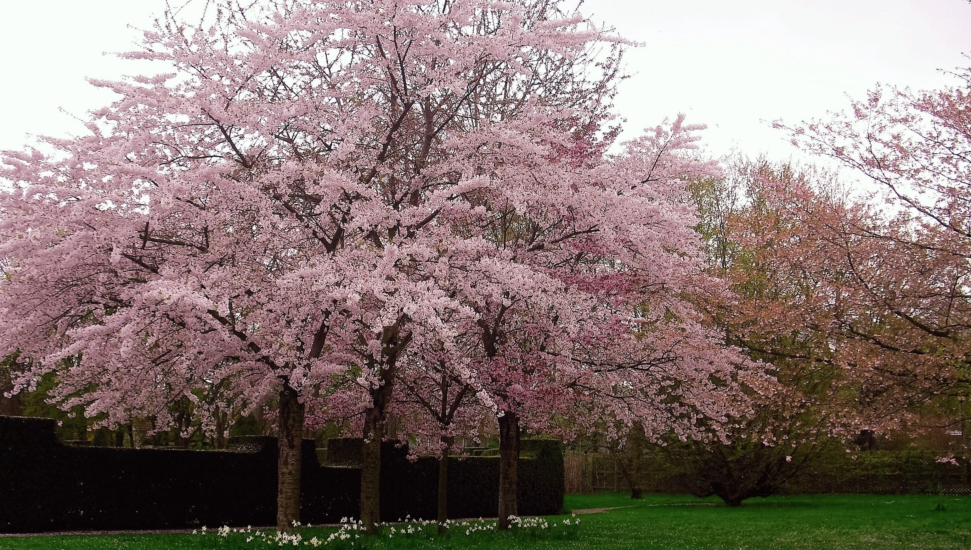 Kirschbaumblüten Romantik