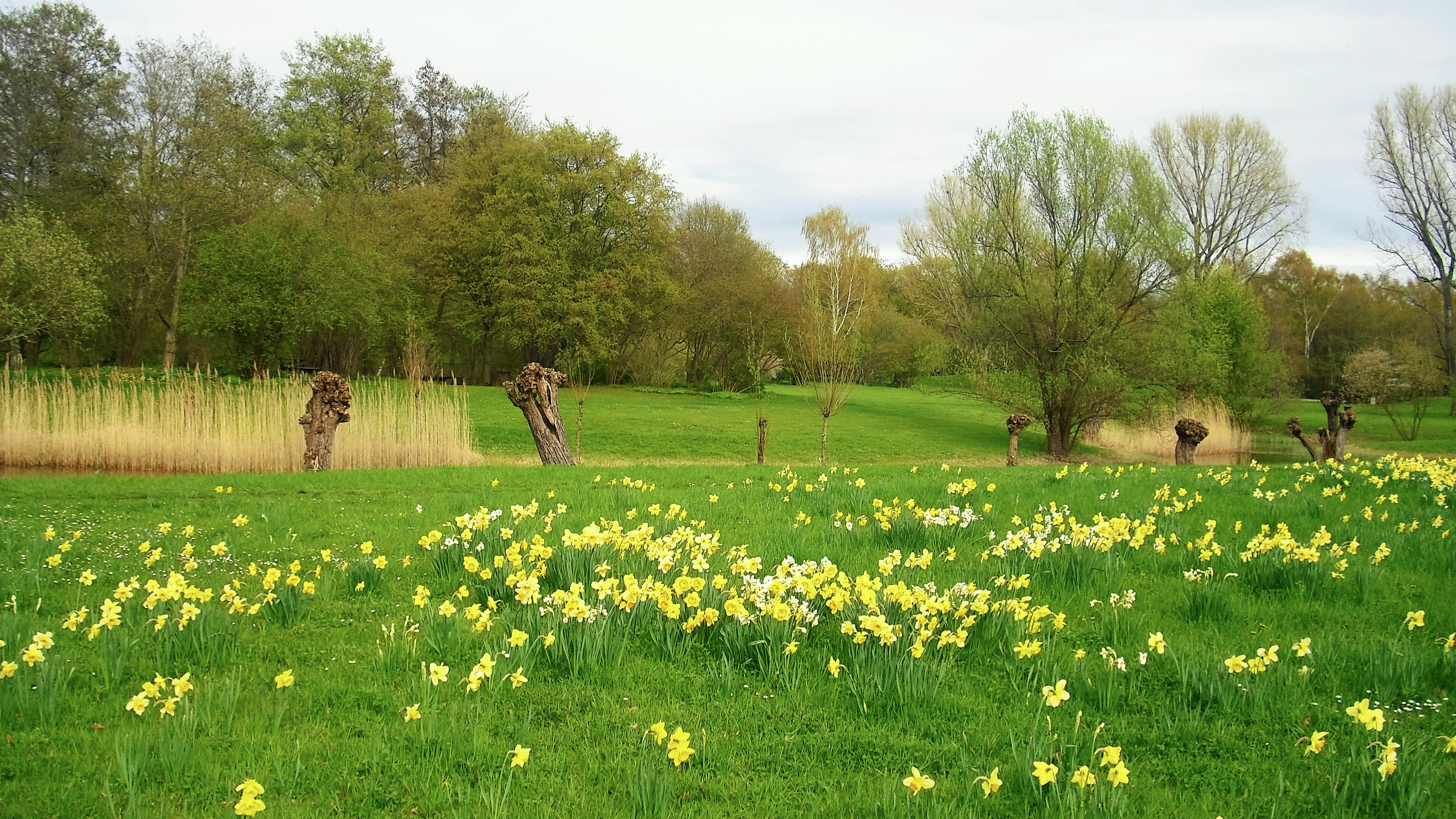 Narzissen und Osterglocken Wiese