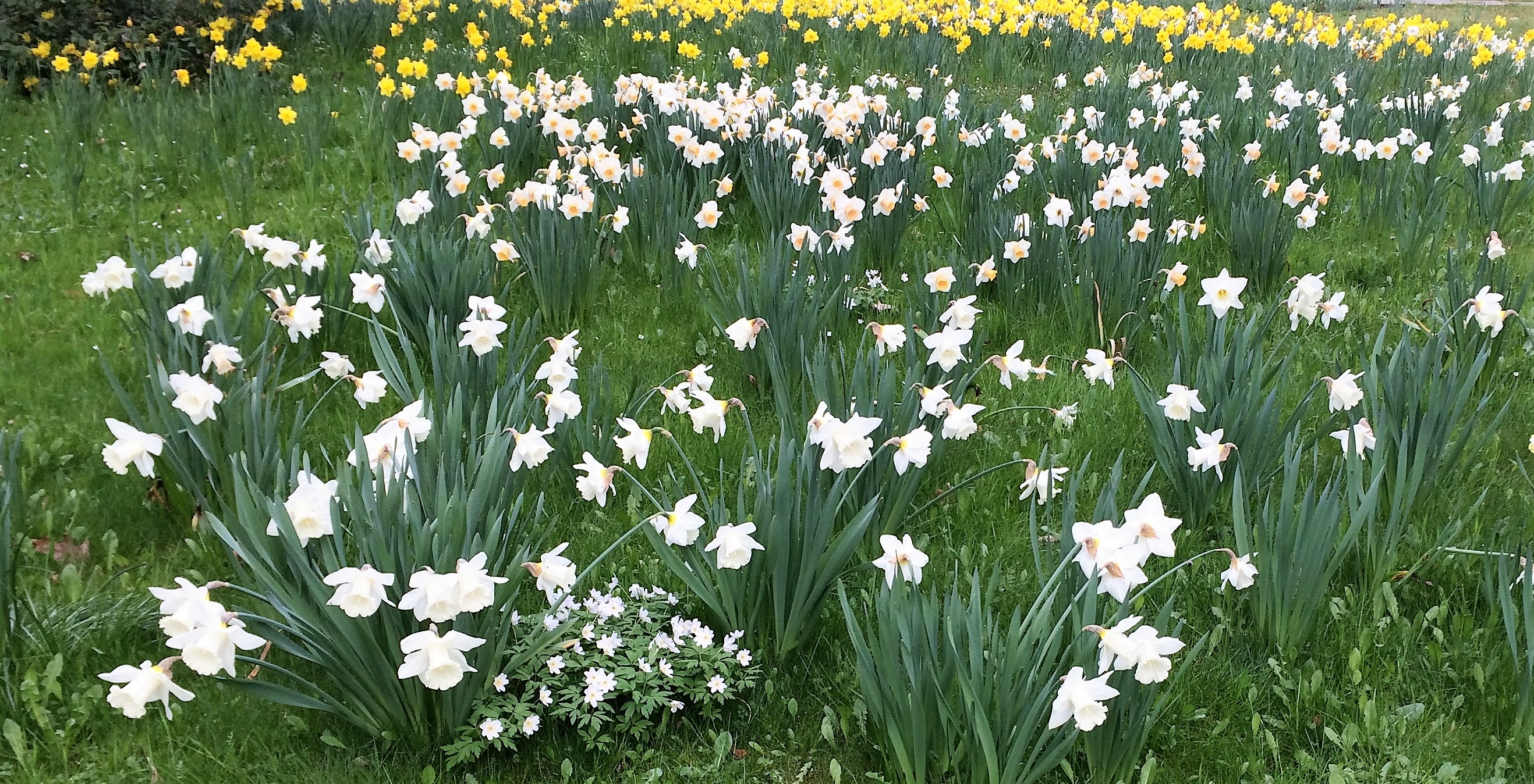 Narzissen und Osterglocken