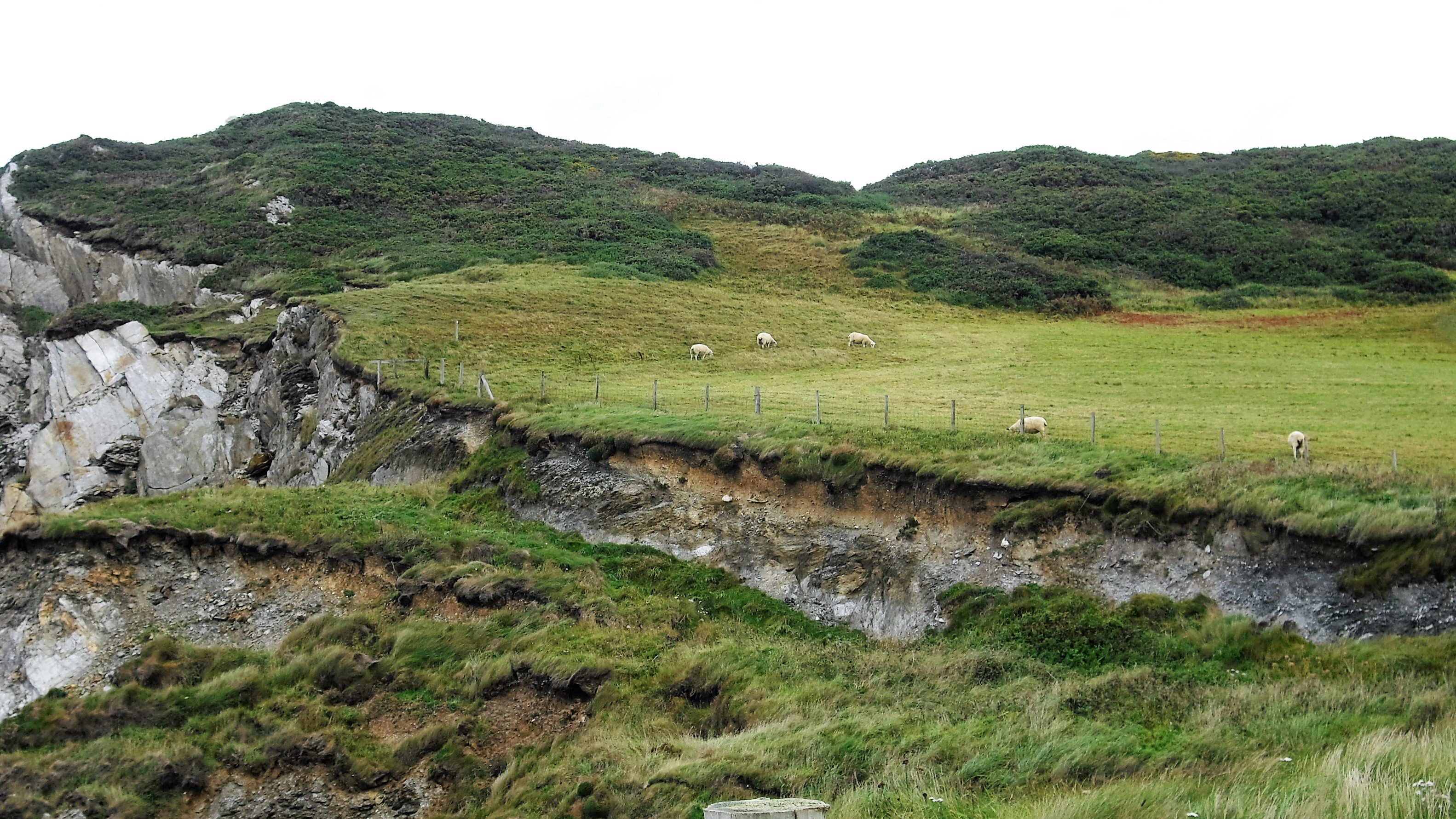 Grüne Hügellandschaft und Schafe - Woolacombe