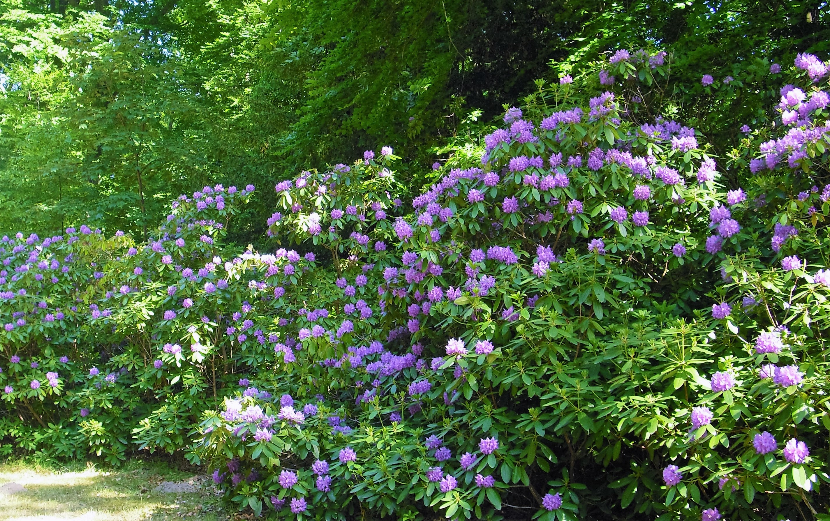 Rhododendronblüten Allee