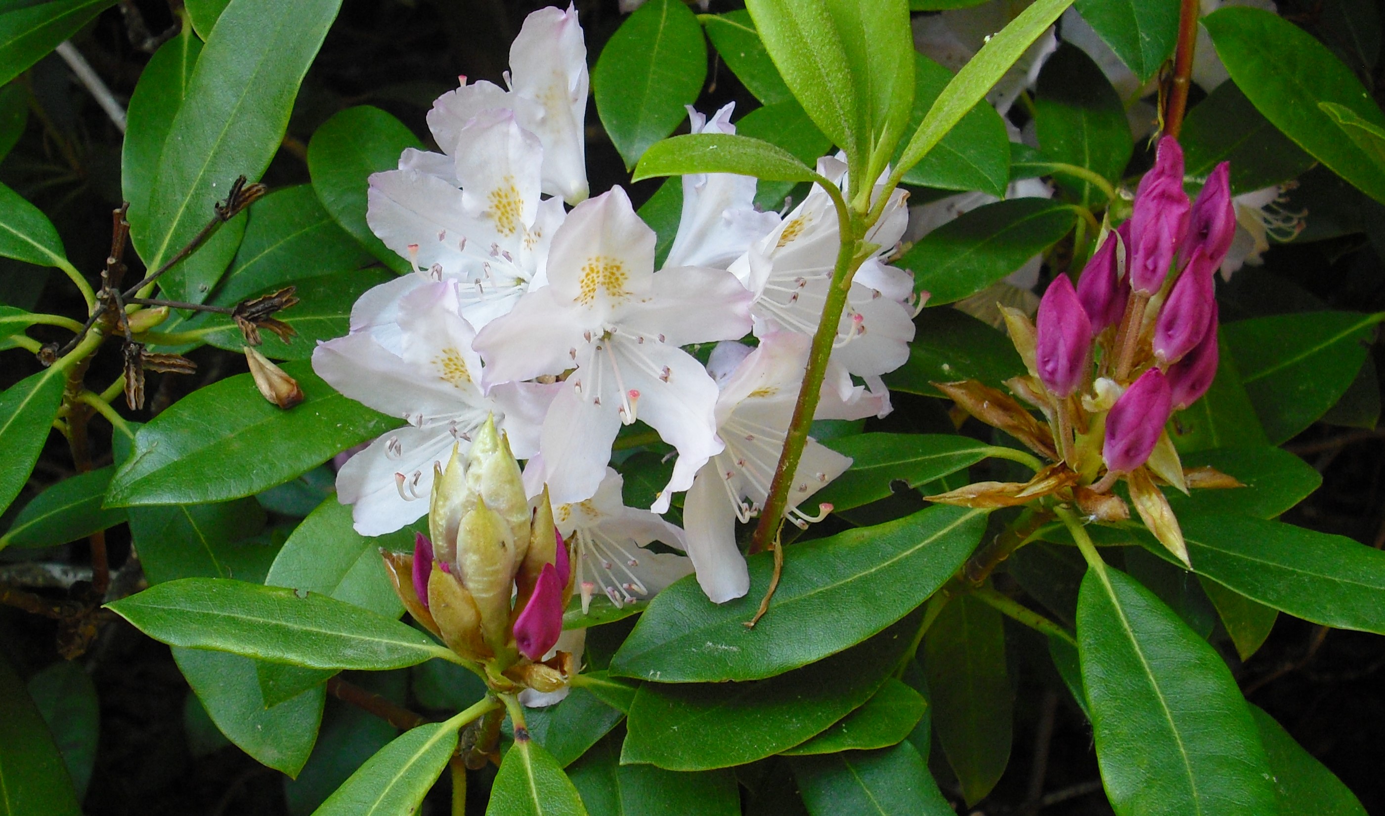 Rhododendronblüte