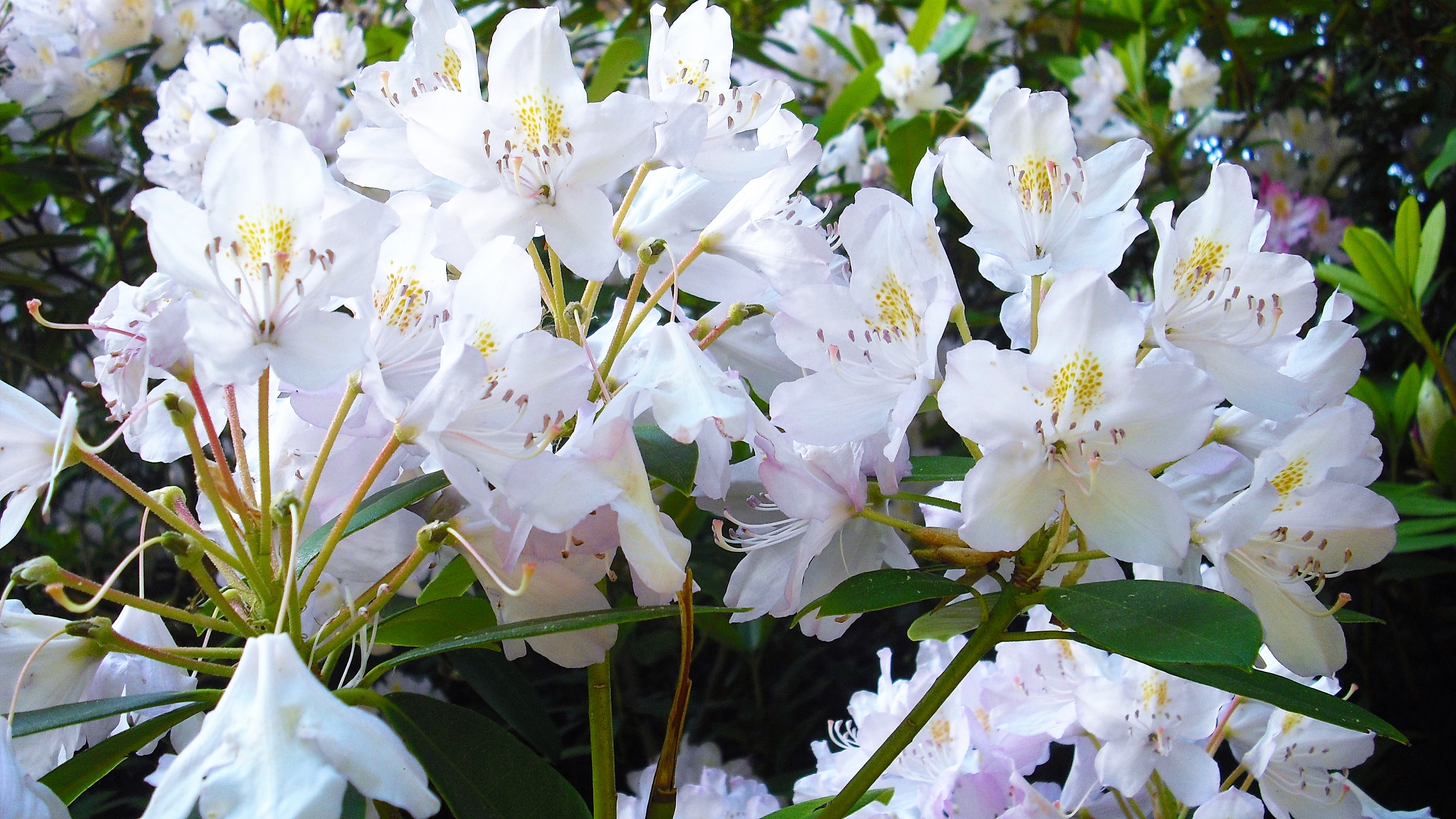 Weiße Rhododendronblüten