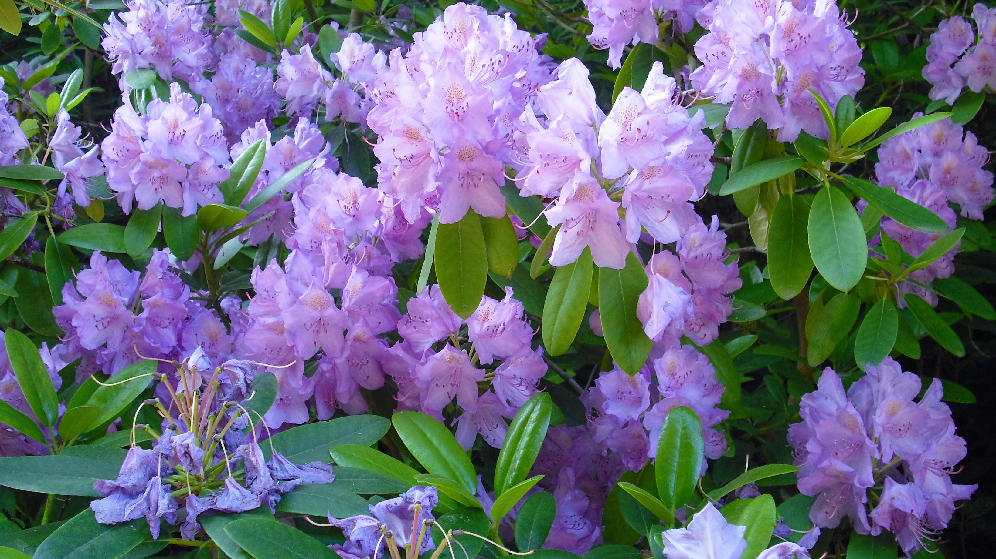 Lila Rhododendronblüten