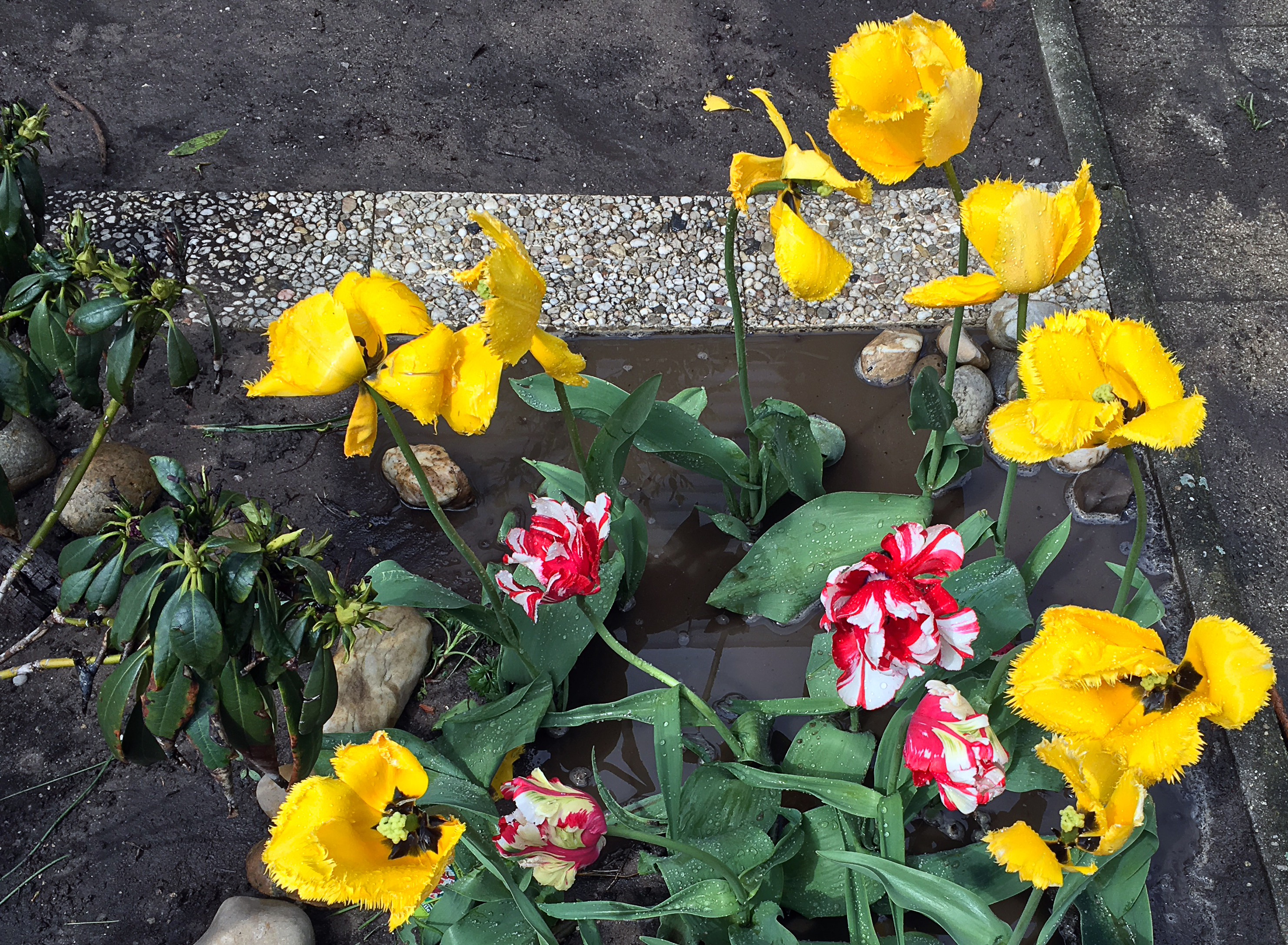 Gelbe und rot-weisse Blumenpracht