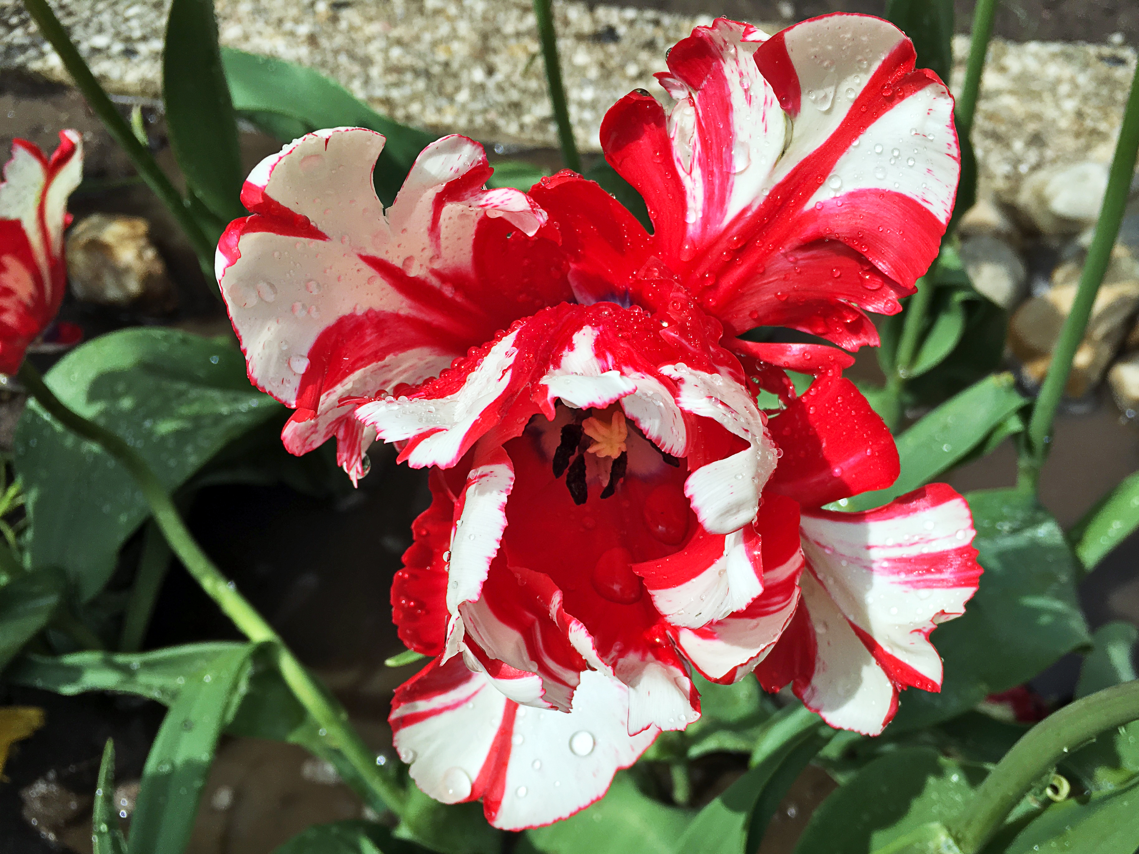 Blumenpracht Rot-Weiss