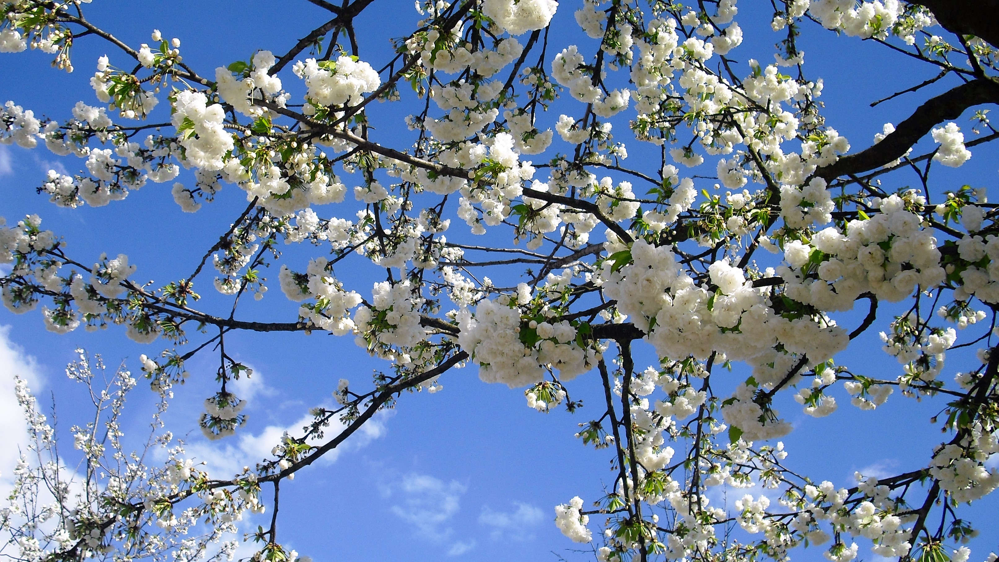 Wunderschöne Baumblüten