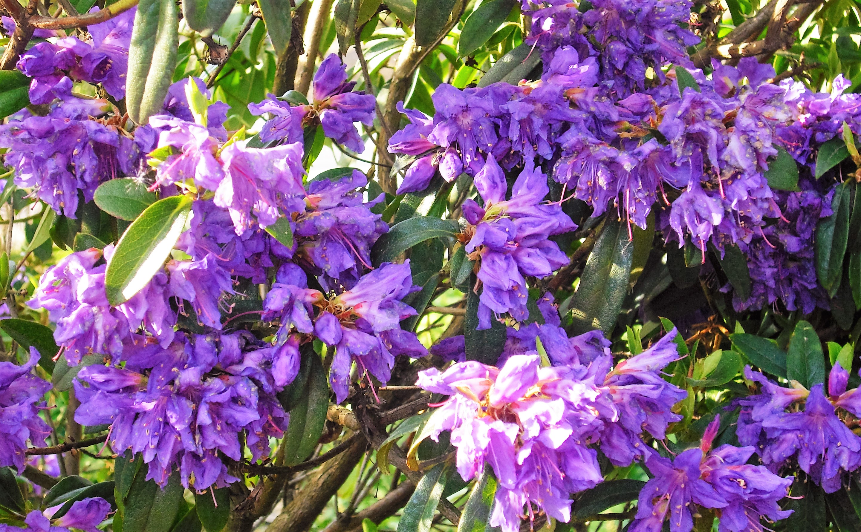 Lila Rhododendron