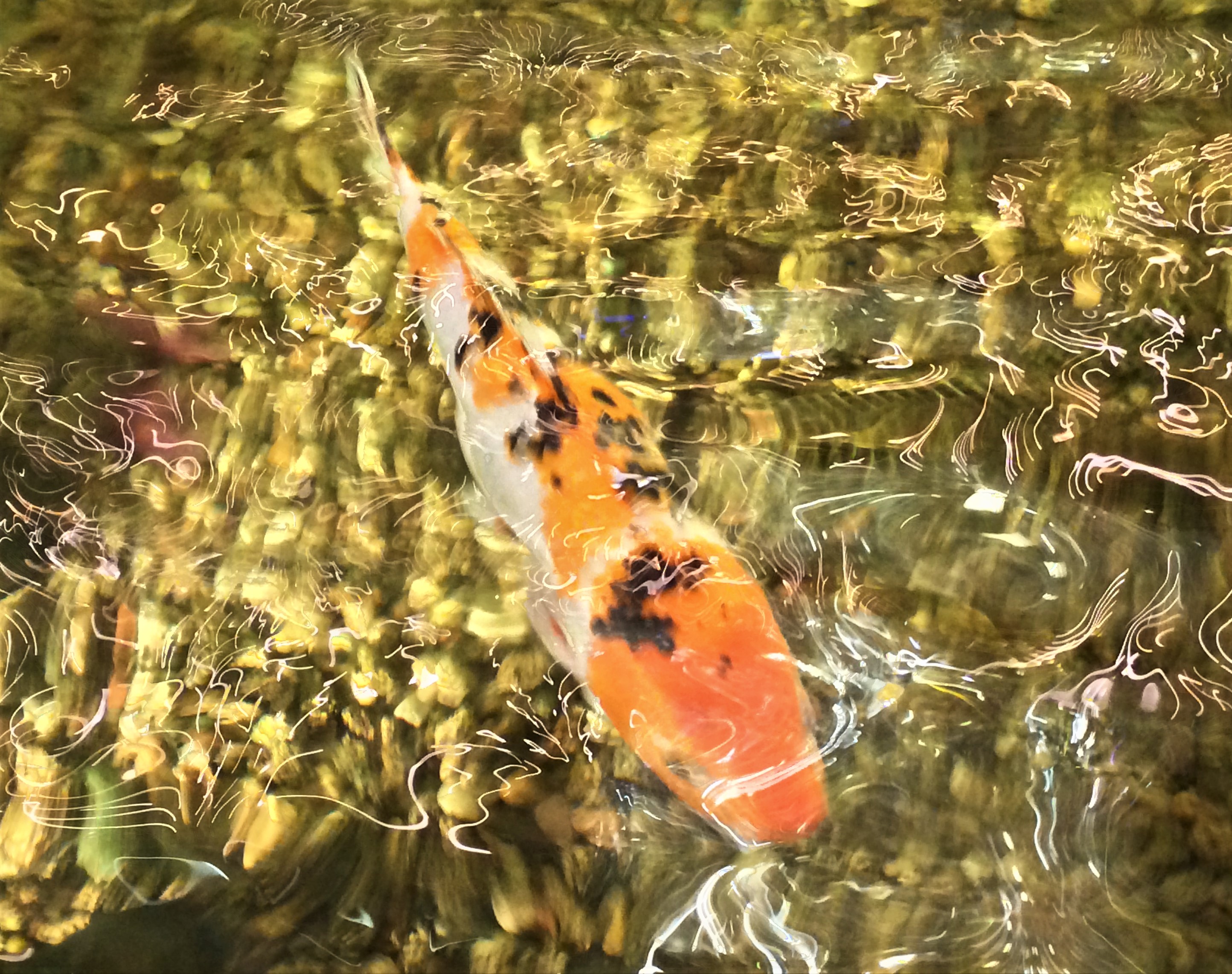 Großer Teich mit schönen Koi Fischen