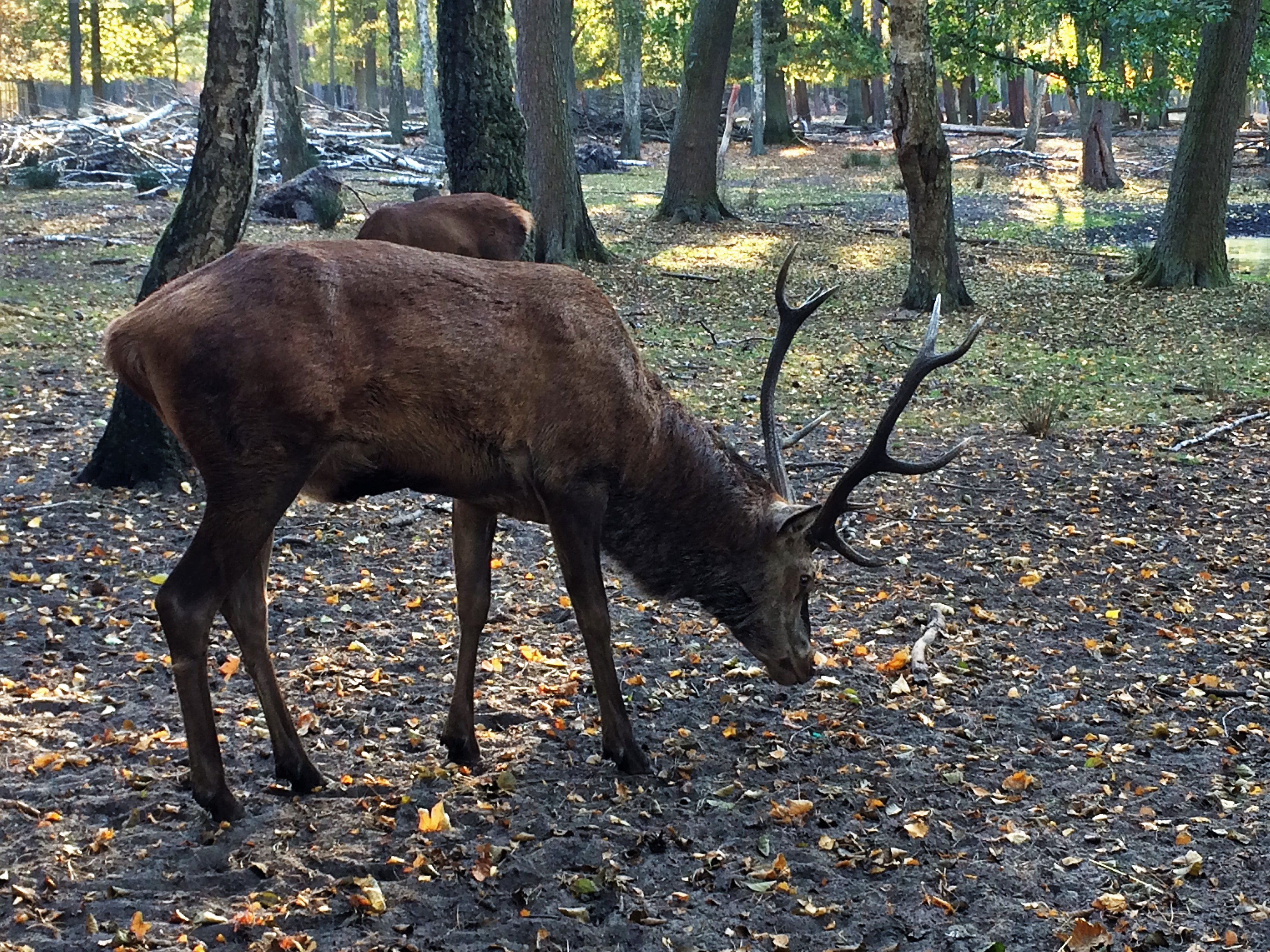 Rehe in Spandauer Forst