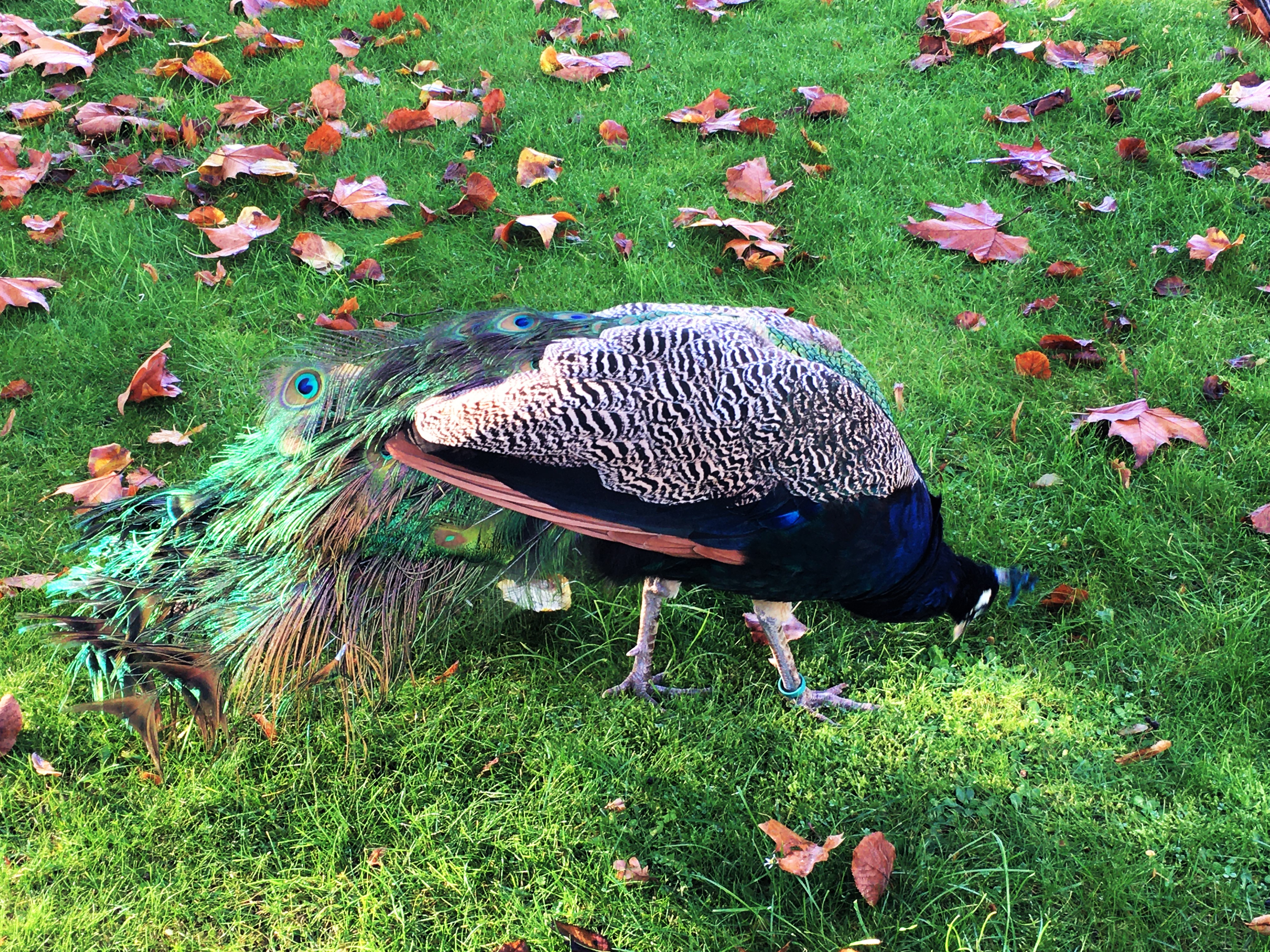 Pfau