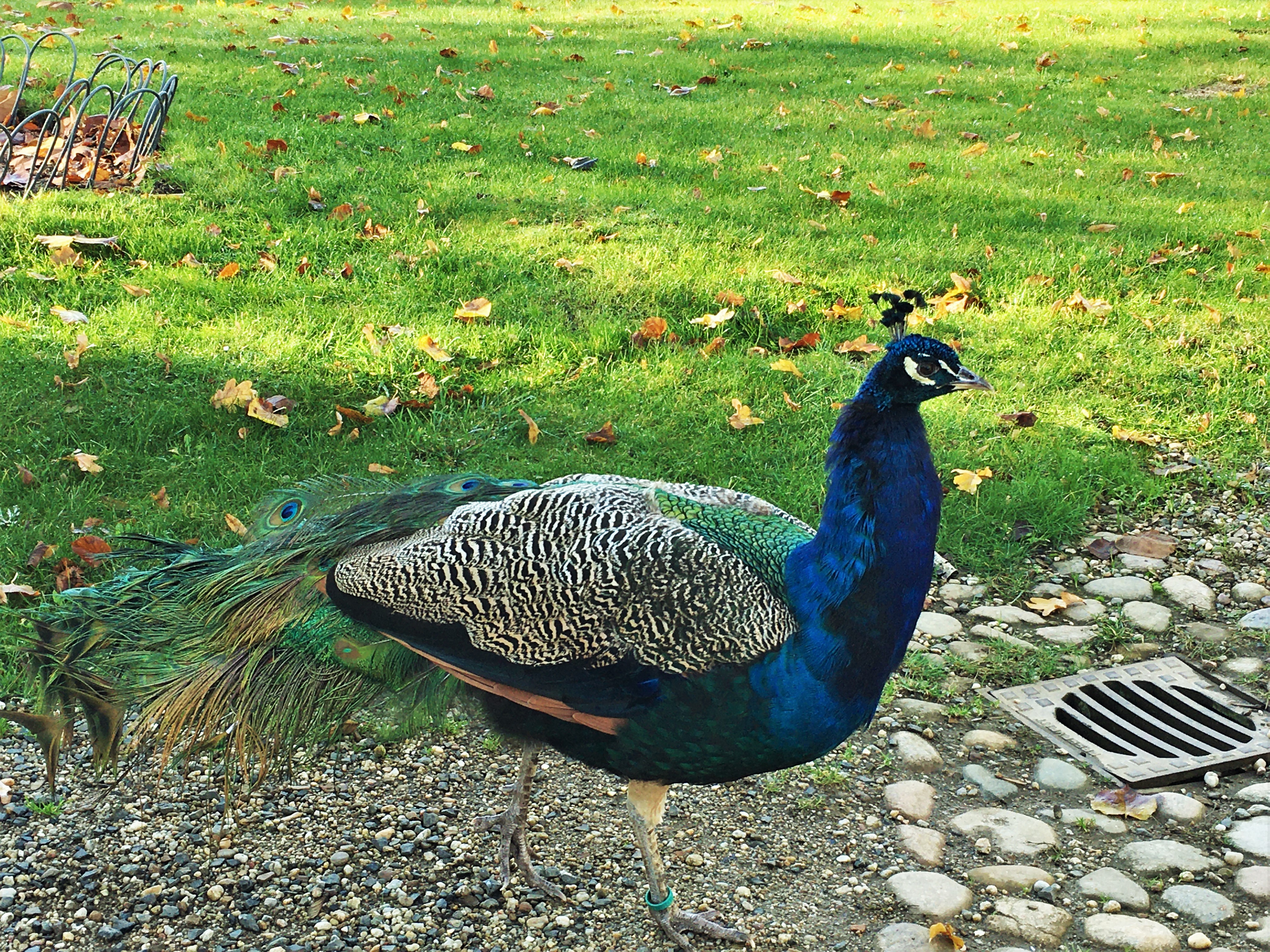 Schöner Pfau