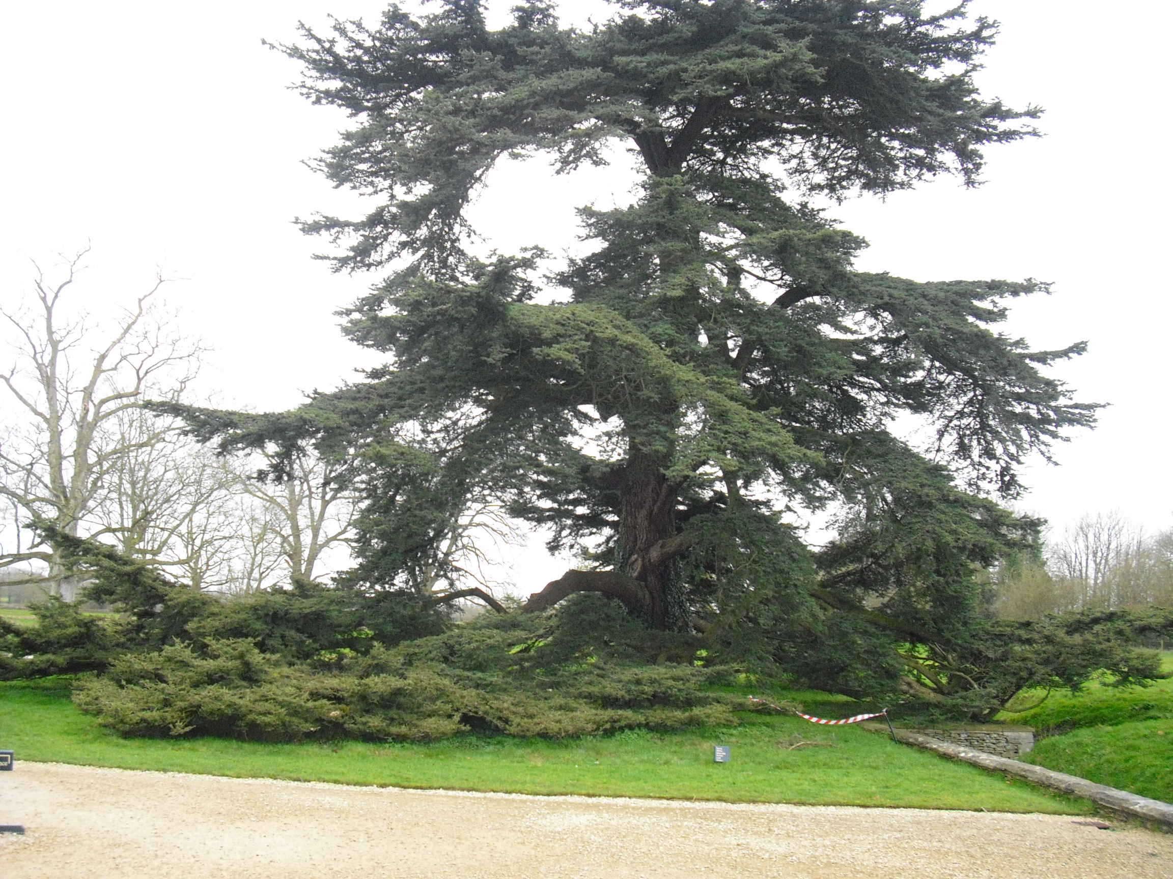 Lacock Abbey - Wunderschöne, uralte Bäume im Park