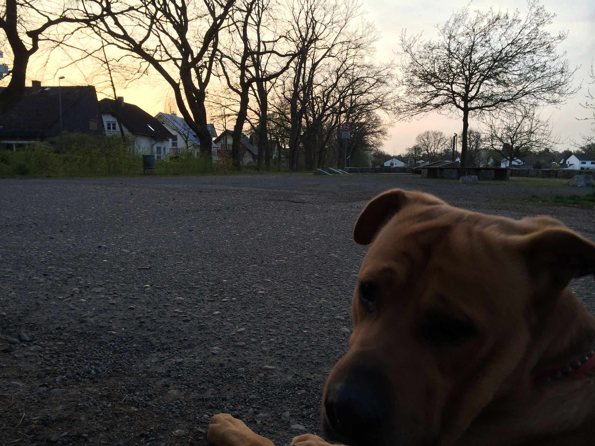 Samson am Klangweg - Regionalpark in Nauheim - Nähe Hegbachsee