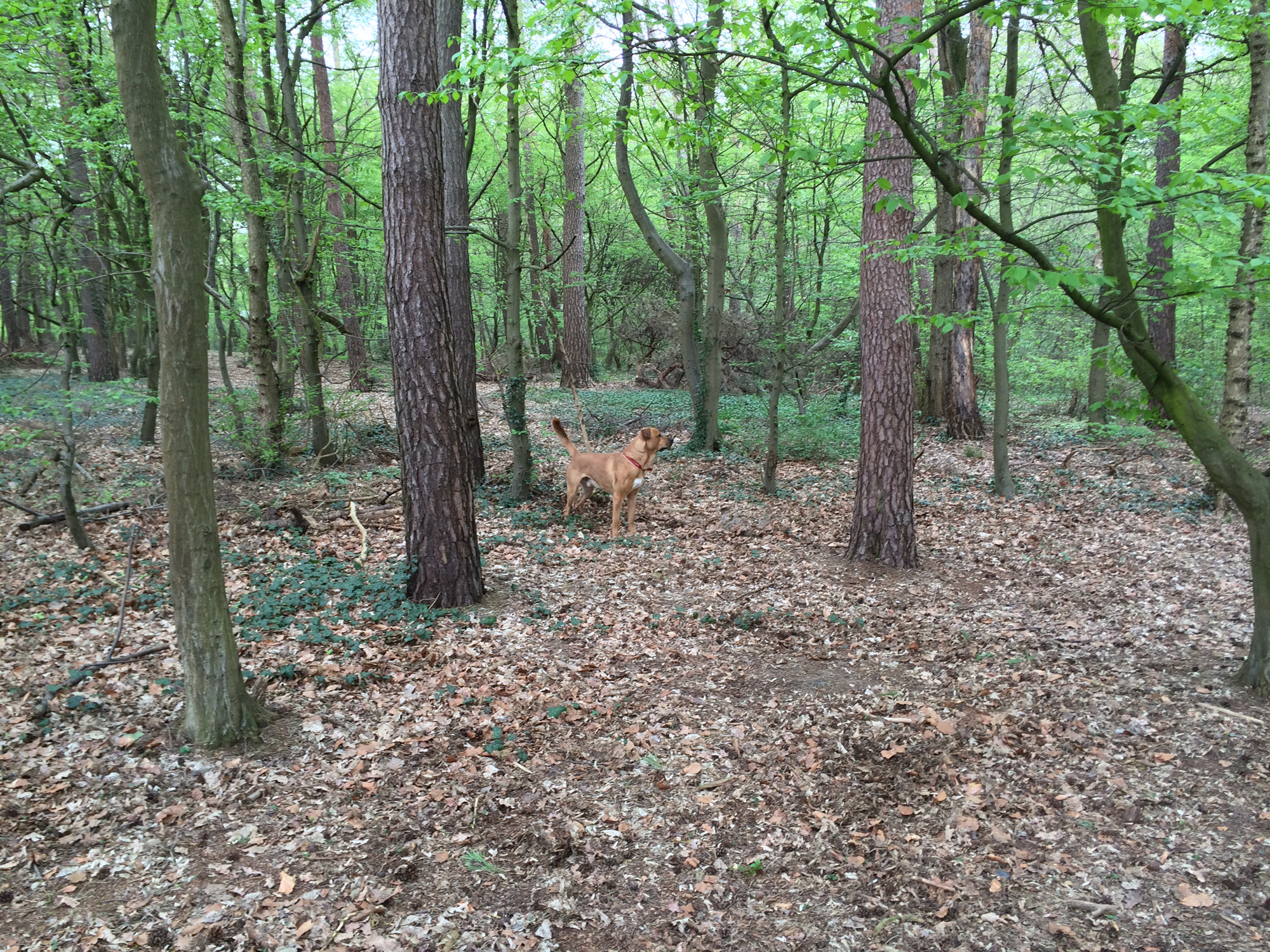 Samson im Wald bei Königstädten - An der Friedrichstanne