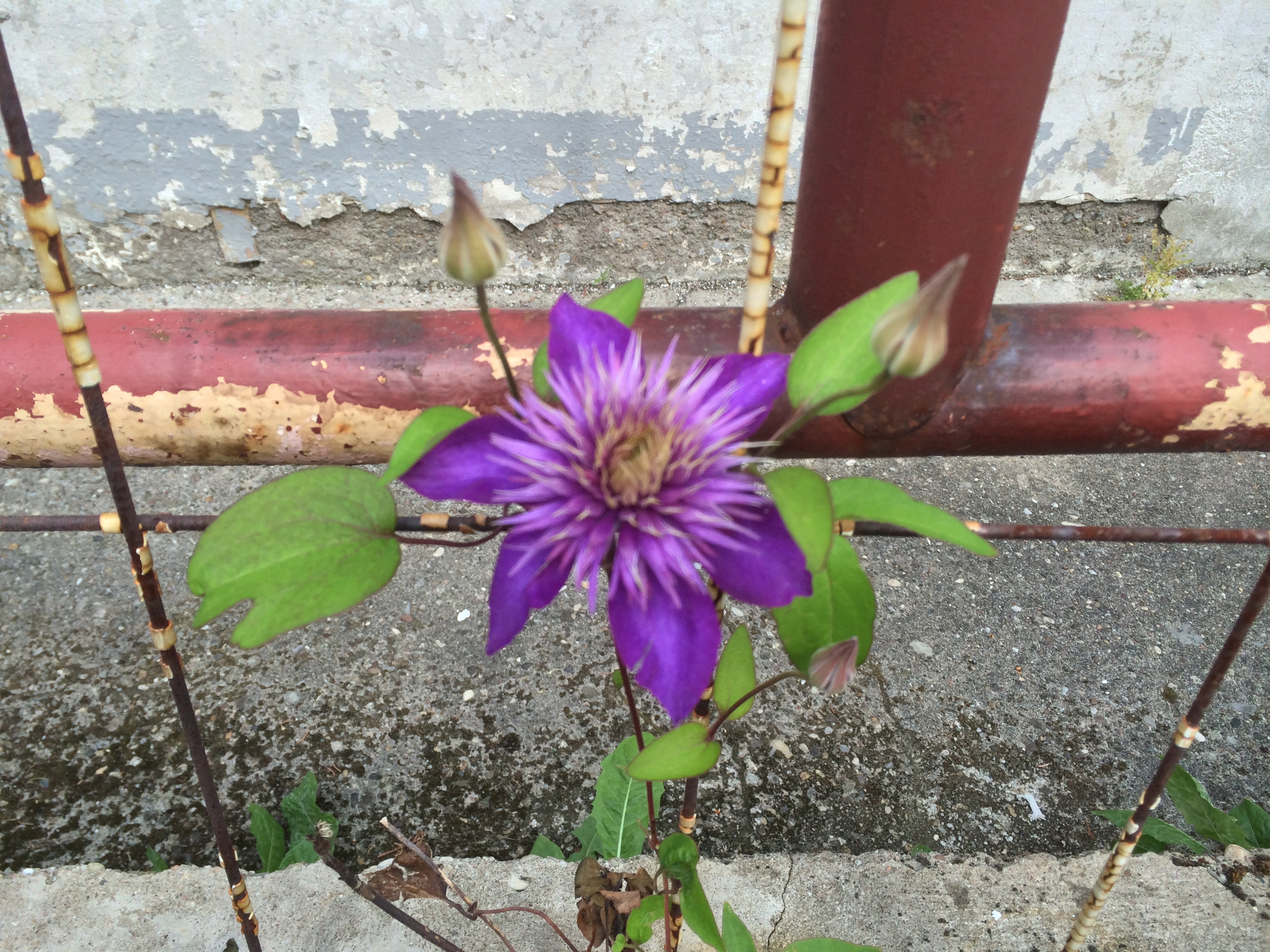 Clematis