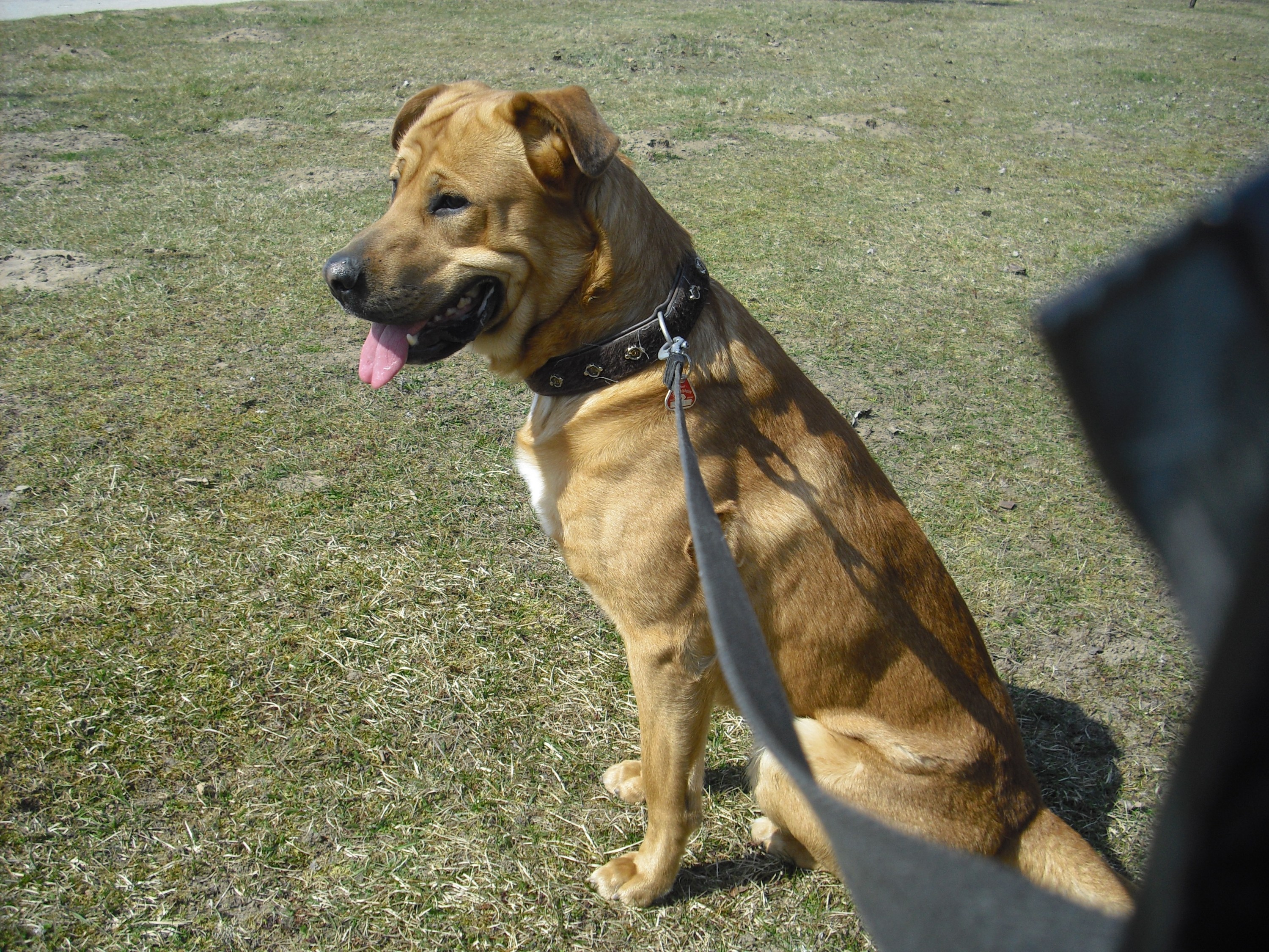 Hund Samson am Hegbachsee - Niederwaldsee