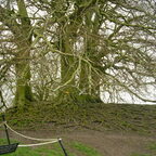 Avebury - Uralter, wunderschöner Baum