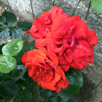 Rote Rosen wunderbar