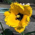 Gelbe Blumenpracht