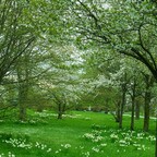 Feenwiese und Baumblüten im Britzer Garten