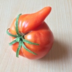 Extreme Tomate mit Nase oder Penis